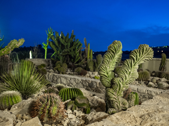 sicilia cactus02